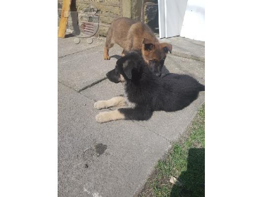Boy German Shepards Έτοιμο